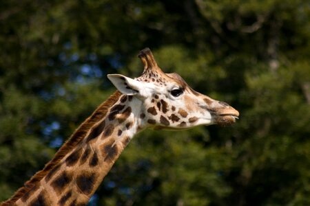 Giraffe neck animal african animals