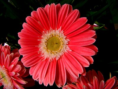 Flower bloom spring flower