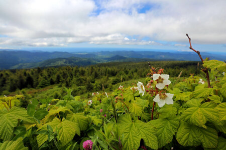 Thimbleberry, looking west from Mount Hebo