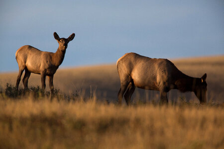 Elk cows feed in morning