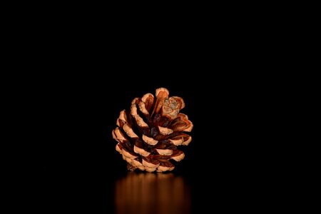 Pine cone tap pine cones