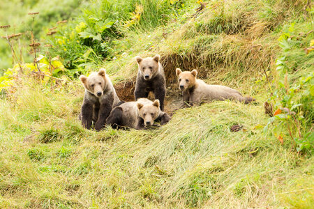 Family of Kodiak brown bears