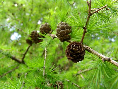 Nature tree needles photo