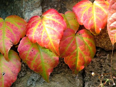 Plant leaves fall color