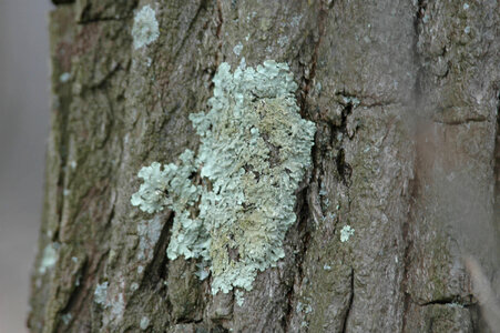 Fungus on tree bark photo