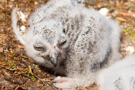 Snowy owlet