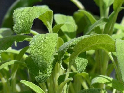 Culinary herbs sage leaves salvia officinalis photo