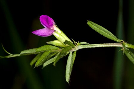 Lathyrus vernus spring pea purple flower