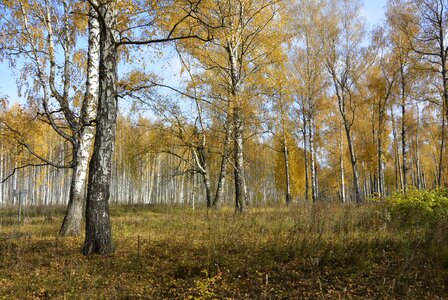 Nature in the fall of yellow