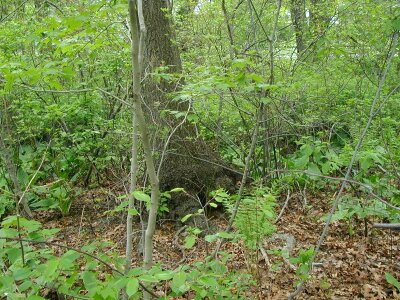 Bottom little trees