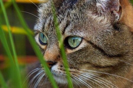 Adorable animal animals