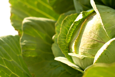 cabbage photo