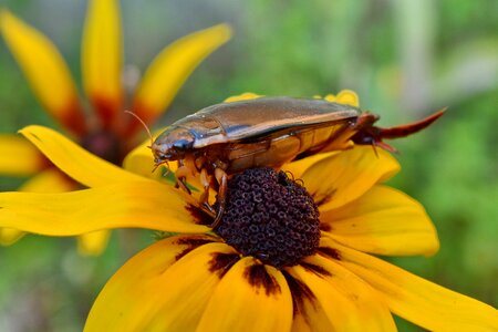 Beetle close-up head