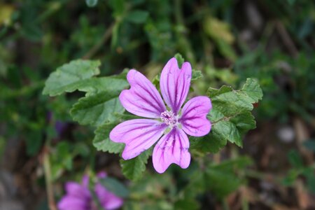 Bloom purple flora photo