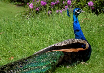 Bright blue bird peacock feathers photo