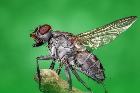 Housefly photo