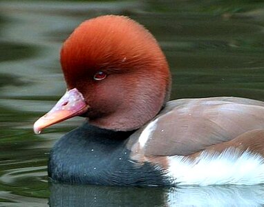 Aix Galericulata duck mandarin