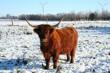 Highland cattle cattle scottish highland cattle