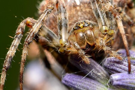 Spider araneus macro