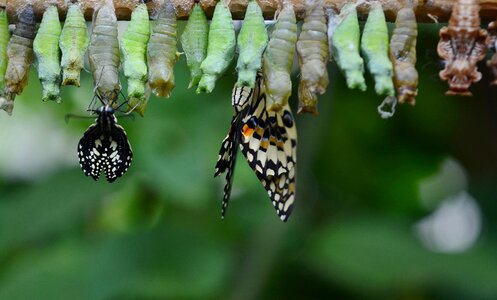 Animal macro larva photo