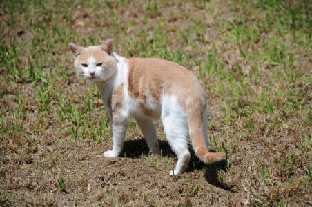 Pet ginger outdoors photo