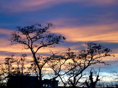 Afterglow tree abendstimmung photo