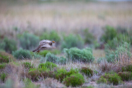 Lesser Prairie-Chicken-1