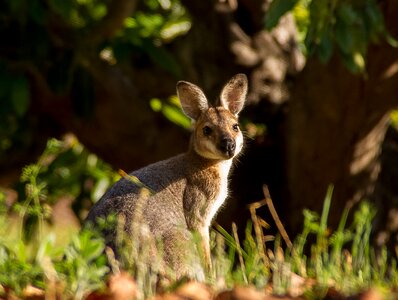 Juvenile animal australia photo