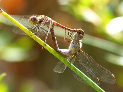 Animal arthropod biology photo