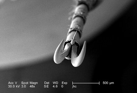 Beetle chief magnification