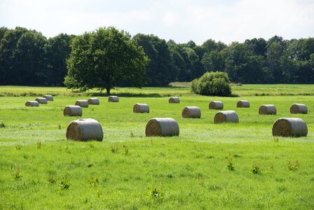 Bale meadow landscape