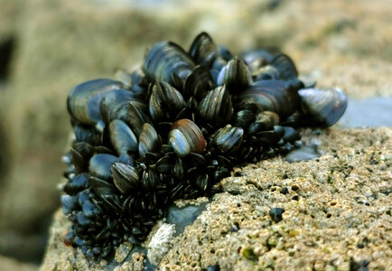 Blue Mussel - Mytilus edulis photo