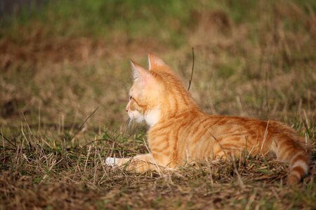 Animal cat claw photo