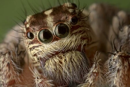 Animal arthropod beautiful image