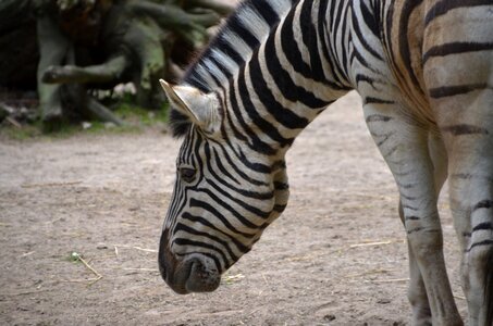 Zebra animal striped photo