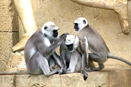 Monkey family äffchen ape photo
