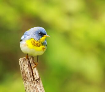 Portrait wildlife nature