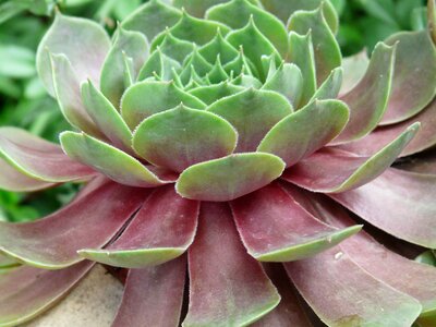 Alpine houseleek houseleek thick sheet greenhouse photo