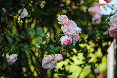 Garden gardening leaf