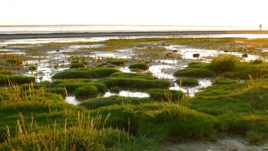 Grass marshland nature