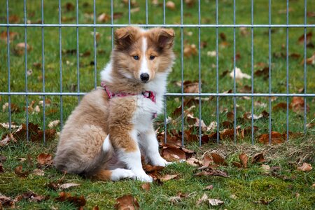 Cute dog attention