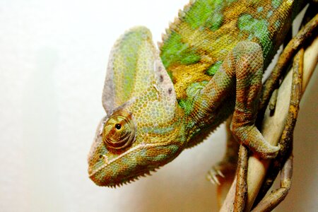 Reptile green close up