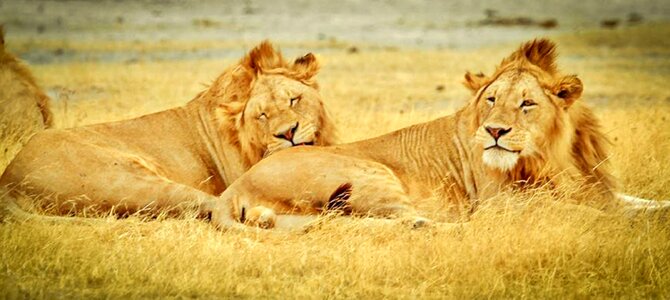 Serengeti animals lions photo