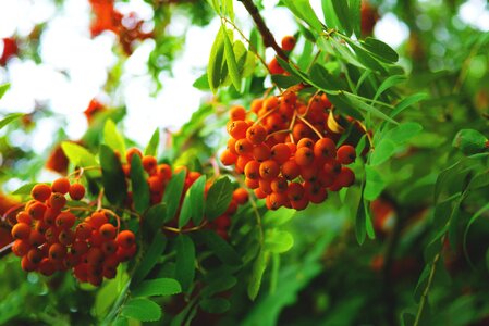 Harvest autumn tree photo