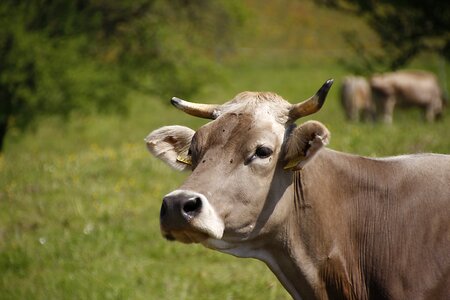 Milk cow brown swiss dairy cattle photo