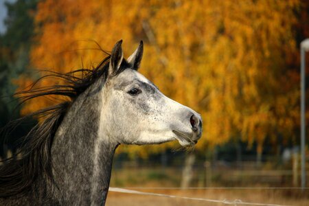 Horse head mold autumn