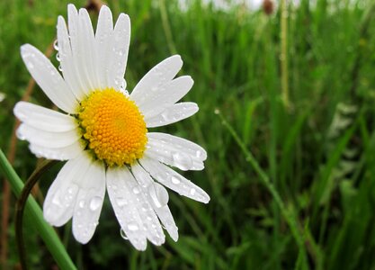 Bloom fresh wet