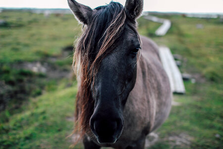 Horse Closeup photo