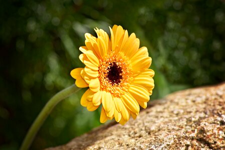 Blossom bloom yellow