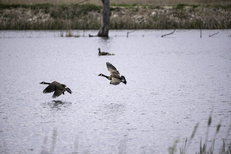 Canadian Geese flyiing over the water